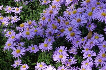 herfstaster  Anton kippenberg /  Lady in Blue /  Kristina, Ophalen of Verzenden, Herfst, Vaste plant, Volle zon