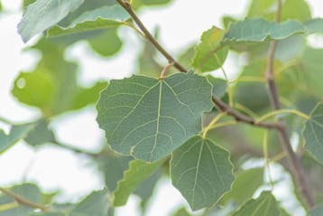 Populus tremula beveerd 14/16, Tuin en Terras