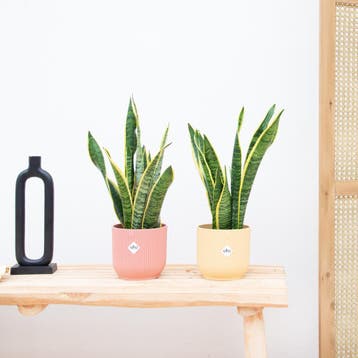 Green Bubble - 2x Sansevieria Laurentie - 40cm - Ø12 cm, Ophalen of Verzenden