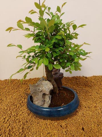 Japanese iep bonsai (Zelkova) - Hoogte (boom): 23 cm -