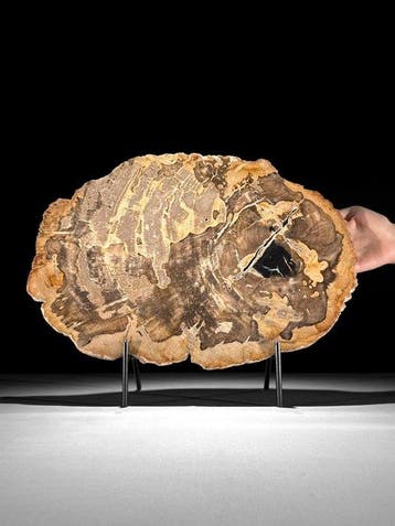 C - Prachtige schijf versteend hout op een aangepaste
