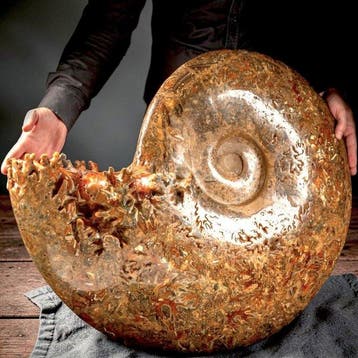 Massief Krijt Phylloceras-ammoniet met rijke amberkleurige