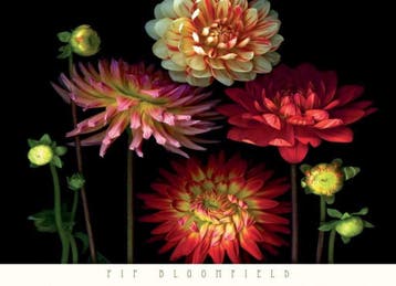 Kunstdruk Pip Bloomfield - Dahlia Garden 91x66cm, Verzenden, Nieuw