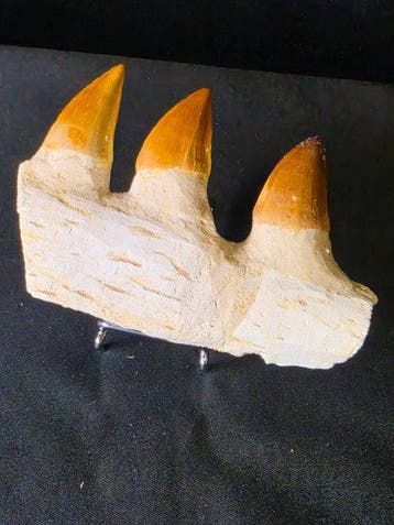 Mosasaurus - Fossiele tand - Mosasaur jaw from Morocco - 10, Antiek en Kunst