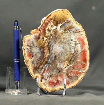 Mooi en decoratief gefossiliseerd hout - Gepolijst met