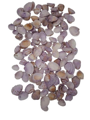 Tiger Chippy Schelpen Lila 500 gram, Ophalen of Verzenden, Nieuw