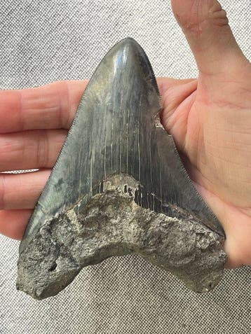 Megalodon-tand 12,8 cm - Fossiele tand - Carcharocles