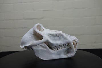 Large Chacma Baboon Schedel - Papio ursinus - 12.5 cm - 23, Nieuw
