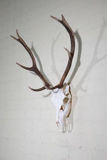 Large Red Stag Trophy Schedel - Cervus elaphus - 32 cm - 80, Nieuw