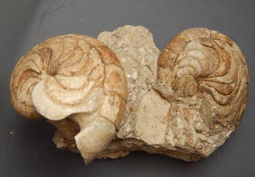 Nautilus - Gefossiliseerd dier - Aturia - 8 cm - 6 cm, Verzamelen, Mineralen en Fossielen
