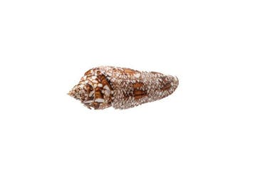 Conus bengalensis - Zeldzame Glorie van Bengal -, Nieuw