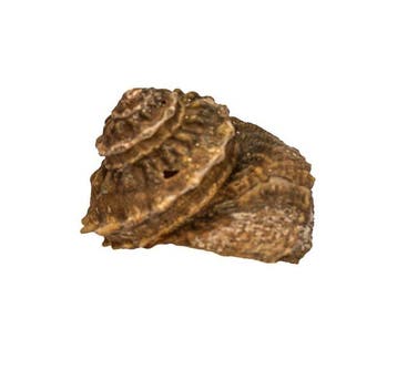 Zeldzame zeeslak (Bolma rugosa) met operculum – 48 mm, Nieuw