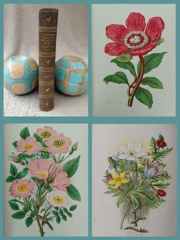 Anne Pratt - Anne Pratt-Flowering Plants, Grasses and Ferns