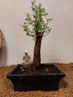 Kustmammoetboom bonsai (Sequoia) - Hoogte (boom): 27 cm -