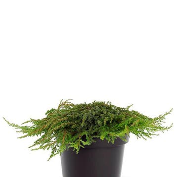 Juniperus communis Green Carpet” container (19) Conif, Verzenden, Conifeer, Struik