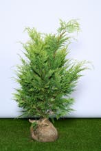 Cipres - Gele Californische ‘Ivonne’ 60 t/m 200cm