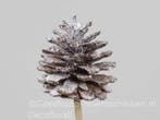 Dennenappels op draad grootverpakking naturel snow doos ca., Ophalen of Verzenden, Nieuw