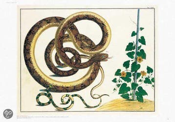 Seba. Cabinet of Natural Curiosities - Irmgard Musch, Verzenden, Gelezen, Irmgard Musch