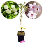 amandelboom Prunus dulcis Ferragnes + Pot 23cm, Verzenden, Volle zon
