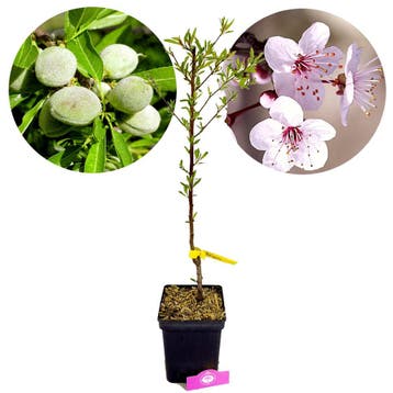 amandelboom Prunus dulcis Ferragnes + Pot 23cm, Verzenden, Volle zon
