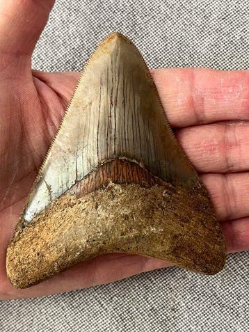 Megalodon tand 10,2 cm - Fossiele tand - Carcharocles