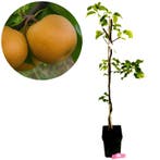 Pyrus pyrifolia Chojuro + pot 23cm, Verzenden, Volle zon