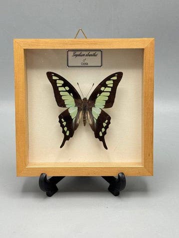 Vlinder Taxidermie volledige montage - Graphium cloanthus -