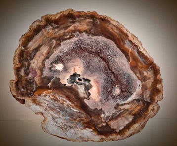 Versteend hout - Gefossiliseerd hout