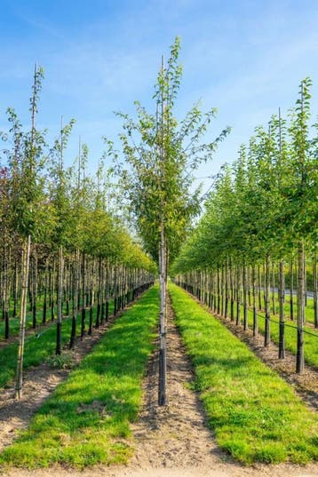 Malus toringo hoogstam 10/12