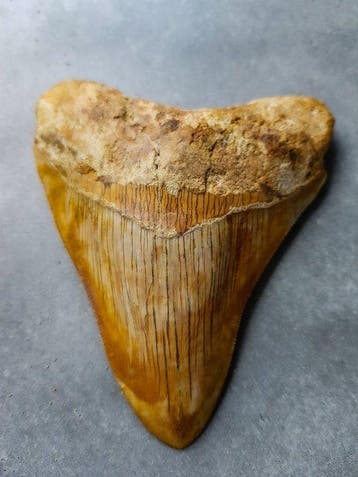 Megalodon - Fossiele tand - 11.3 cm - 9.8 cm, Verzamelen