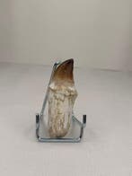 Mosasaurus - Fossiele tand - 9.5 cm - 4 cm (Zonder