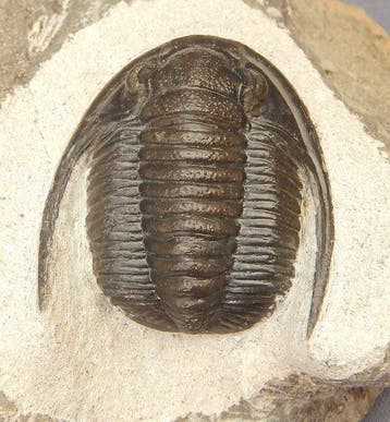 Fossiel - Fossiel skelet - Cornuproetus cornutus - 3.5 cm