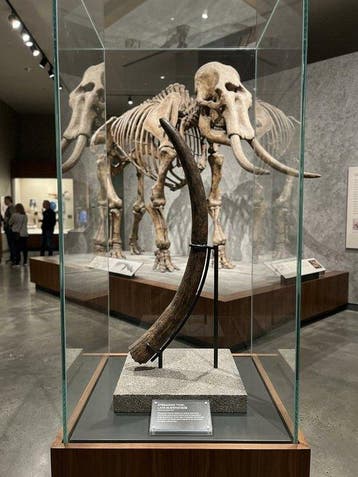 Zoogdier - Gefossiliseerde slagtand - Stegodon