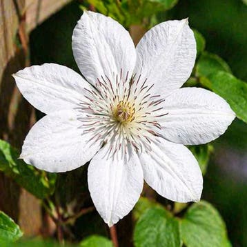 Clematis Henryi container (P14) Sierplanten, Wit, Verzenden, Overige soorten, Struik