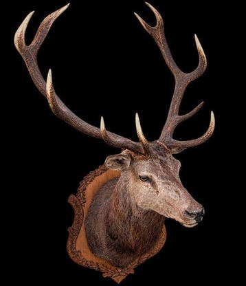 Hert Taxidermie hoofdmontage - Cervus elaphus - 155 cm - 85