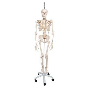 Anatomie model menselijk skelet, hangend, flexibel, 177...., Nieuw