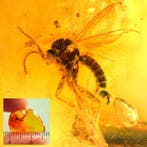 Amber - Barnsteen - Insect - Inclusion is 3,5mm - 20 mm - 4