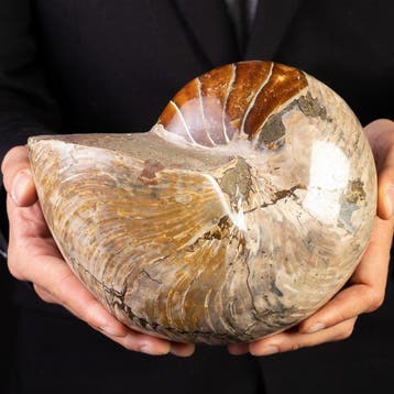 Spectaculair fossiel van een nautiloïde - Grote nautiloïde
