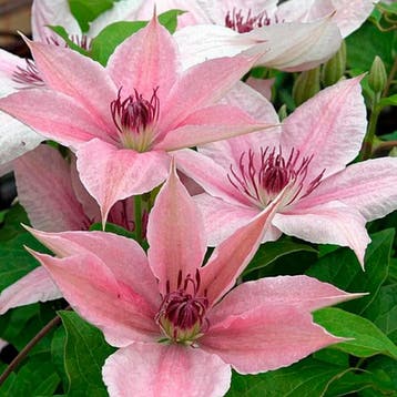 Clematis Pink Fantasy” Sierplanten, Roze, Tuin en Terras, Verzenden, Overige soorten, Struik