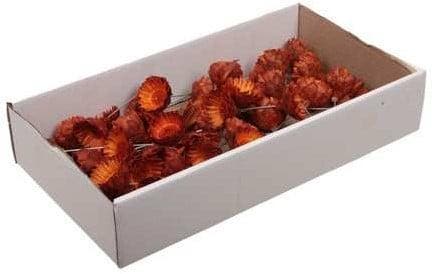 Protea compacta op draad droogbloem rose oranje doos 50, Hobby en Vrije tijd, Knutselen, Nieuw, Ophalen of Verzenden