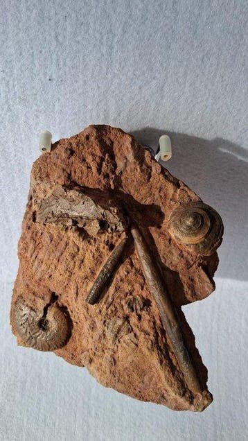 Ammoniet - Fossiele sterfteplaat - 5 cm - 18 cm (Zonder
