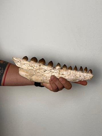 Mosasaurus - Gefossiliseerde kaak - Globidens - 31 cm - 3 cm, Verzamelen