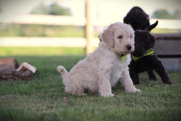 Labradoodle, pups van gecontroleerde ouders, Parvo, België, 8 tot 15 weken, Groot