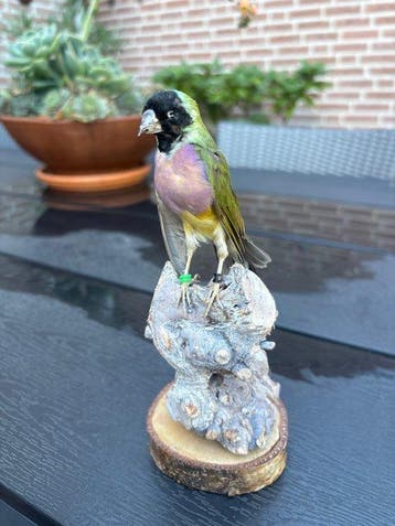 voliere vogel Taxidermie volledige montage - Chloebia, Verzamelen, Nieuw