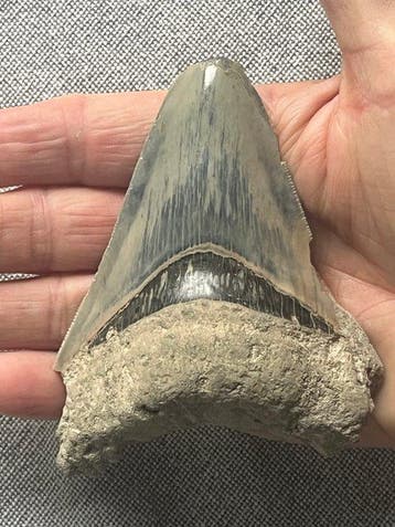 Megalodon tand 10,2 cm - Fossiele tand - Carcharocles