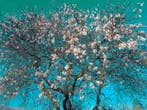 Viet Ha Tran - Almond trees
