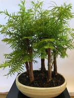 Kustmammoetboom bonsai (Sequoia) - Hoogte (boom): 40 cm -, Antiek en Kunst