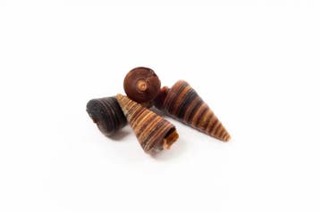 Telescopium Black Schelpen 1 kilo, Ophalen of Verzenden, Nieuw