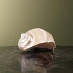 Turbo Schelp Parelmoer Taxidermie Opgezette Dieren By Max, Ophalen of Verzenden, Nieuw, Wild dier, Opgezet dier