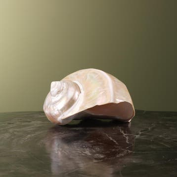 Turbo Schelp Parelmoer Taxidermie Opgezette Dieren By Max, Ophalen of Verzenden, Nieuw, Wild dier, Opgezet dier